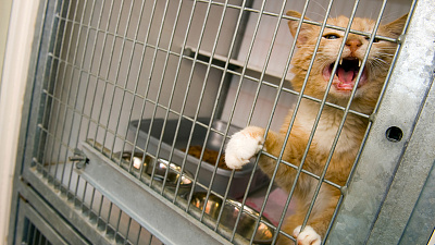 В Челябинске откроют новый ветприёмник для бездомных животных