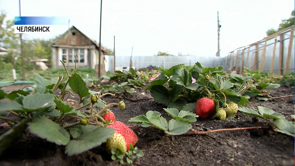 Садоводы Челябинской области получат собственный праздник