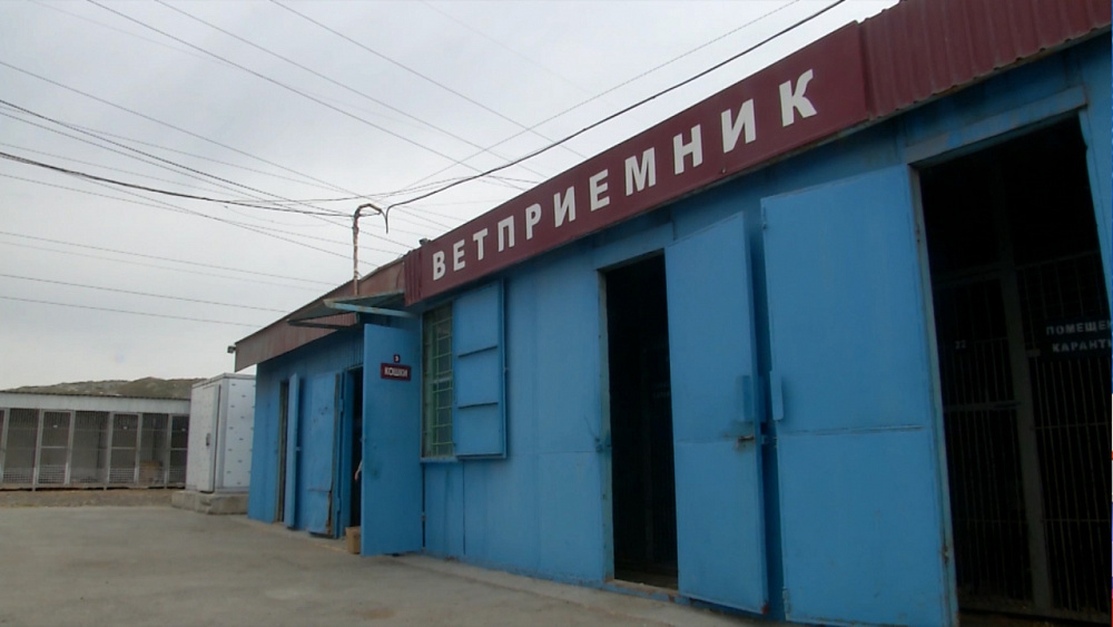 Новый спецприёмник для животных откроется в Челябинске