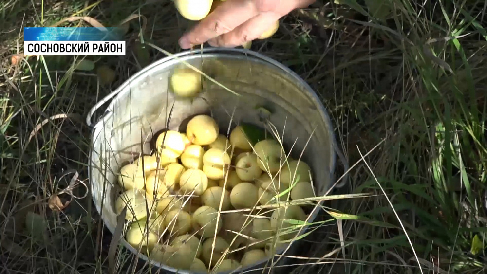 Собирать яблоки приглашают всех желающих