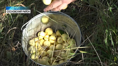 Собирать яблоки приглашают всех желающих