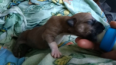 Пятерых новорожденных щенков, закопанных в земле, нашла жительница Челябинска