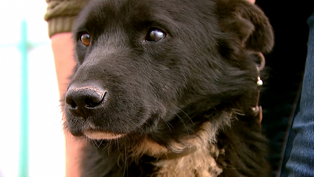 Ищу друга  – дворняжка Дарф