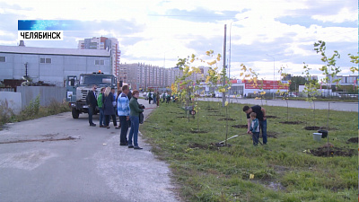 Волонтеры восстанавливают «Зеленый щит»