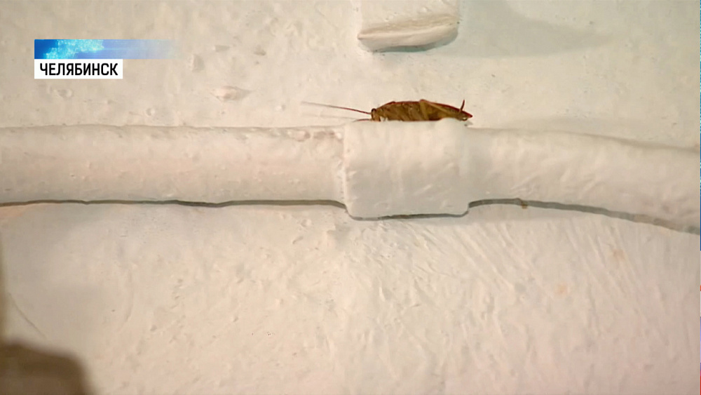 Челябинцы страдают от нашествия тараканов