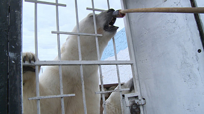 Молодежка «Трактора» покормила рыбкой белых медведей 