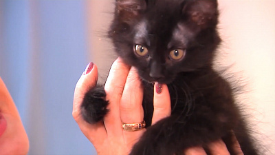 Ищу друга – беспородные котята