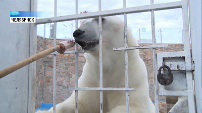 «Белые медведи» кормят Алтына и Айришу