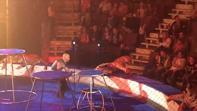 Во время выступления цирка Багдасаровых один из хищников начал биться в конвульсиях