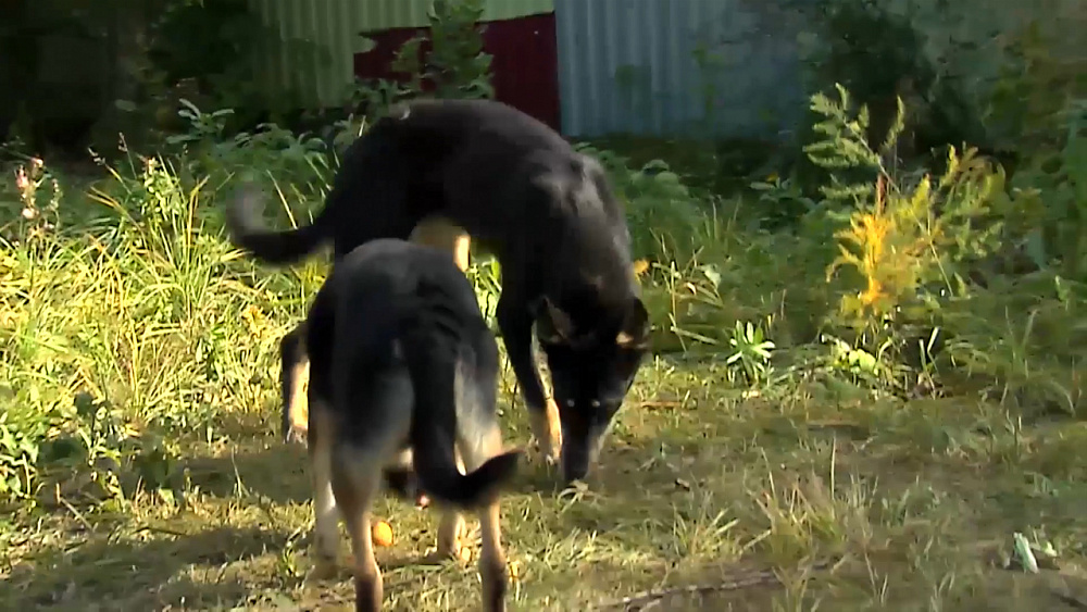 Ищу друга — дворняжка Маруся