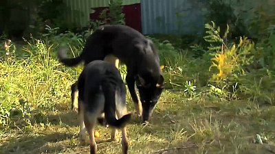 Ищу друга — дворняжка Маруся