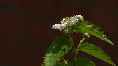 Агротехника ежевики