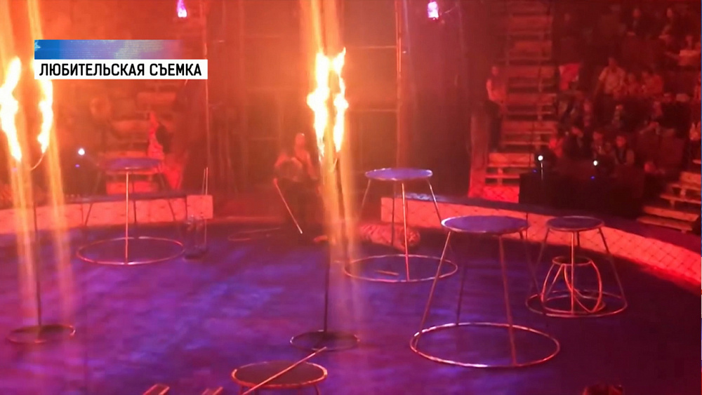 В магнитогорском цирке тигрица упала в обморок