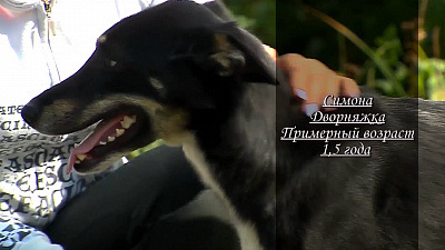 Дворняжка Сима