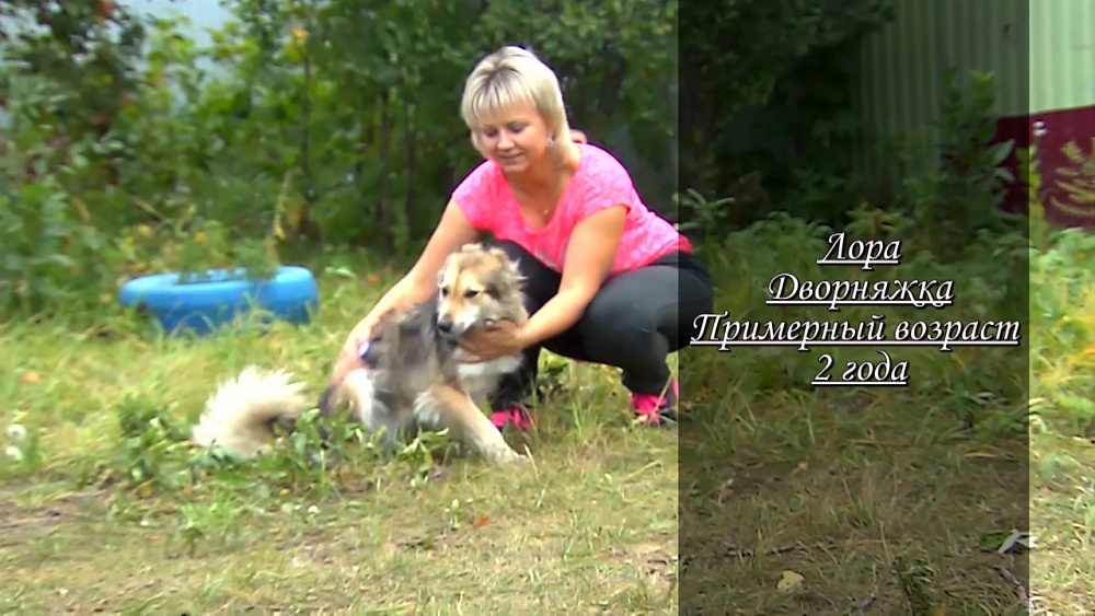 Ищу друга – дворняжка Лора