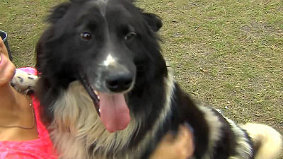 Ищу друга – дворняжка Ларри