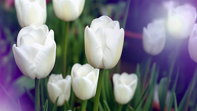 Тюльпаны в наших садах