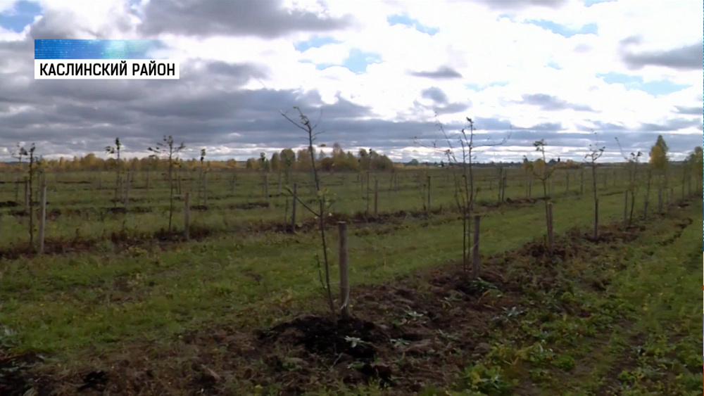 Европейцы заглядываются на нашу жимолость