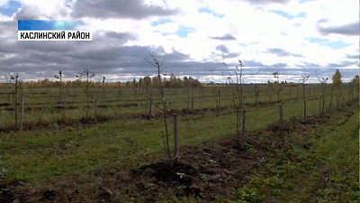 Европейцы заглядываются на нашу жимолость