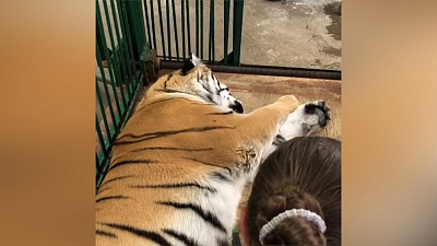 Первые результаты обследований упавшей в обморок тигрицы 