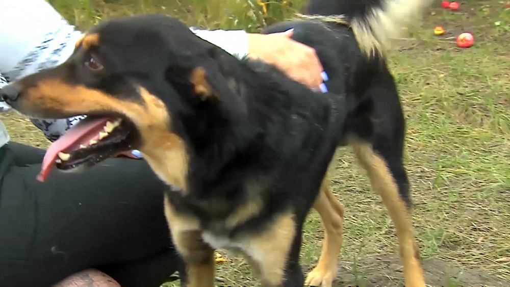 Ищу друга – дворняжка Микки