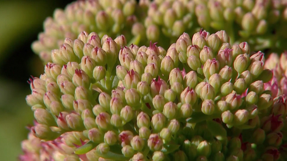 Добавляем красок осеннему саду