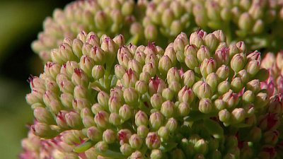 Добавляем красок осеннему саду