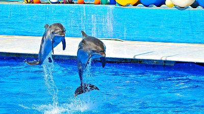 Челябинцы решат судьбу дельфинария на публичных слушаниях