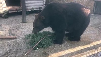 Медведь Степан начал подготовку к зимней спячке