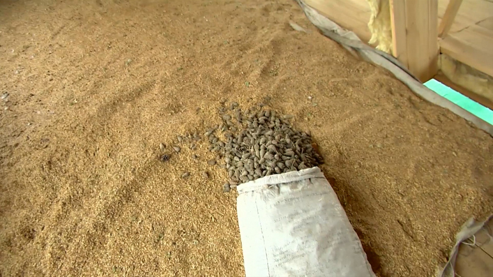 Верхнеуральский дендросад