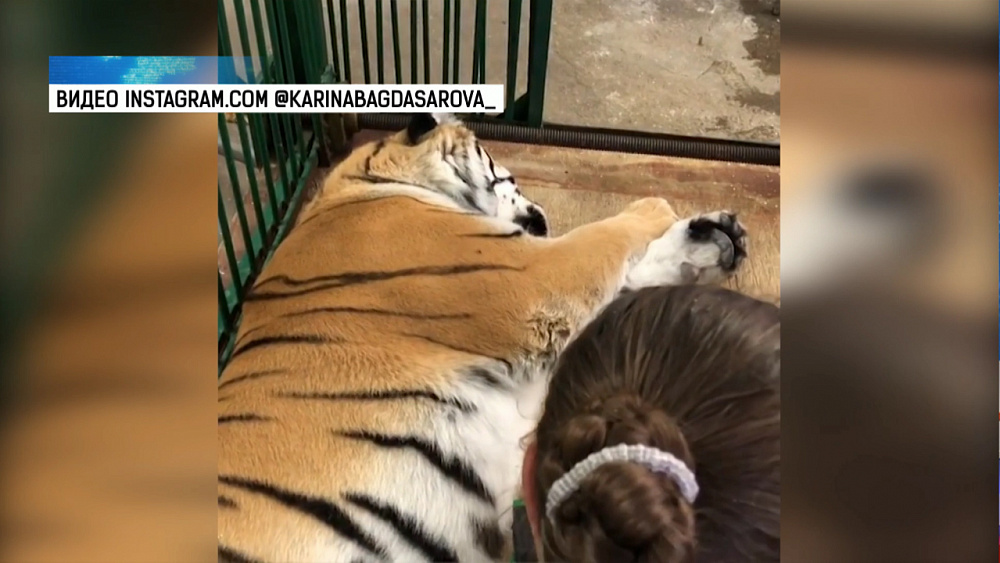 Тигрица Зена проходит обследование