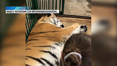 Тигрица Зена проходит обследование