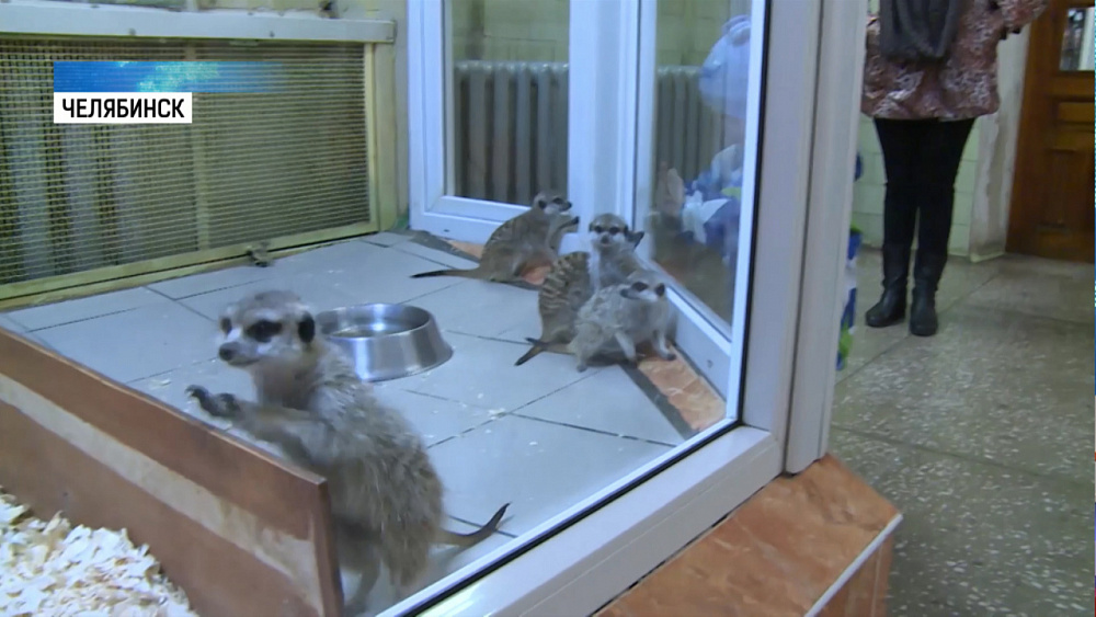 Медведица Машенька готовится к зимней спячке