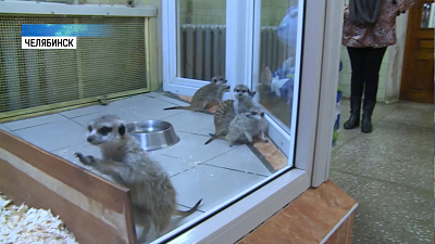 Медведица Машенька готовится к зимней спячке