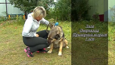 Ищу друга – дворняжка Лиза