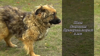 Ищу друга – дворняжка Тина