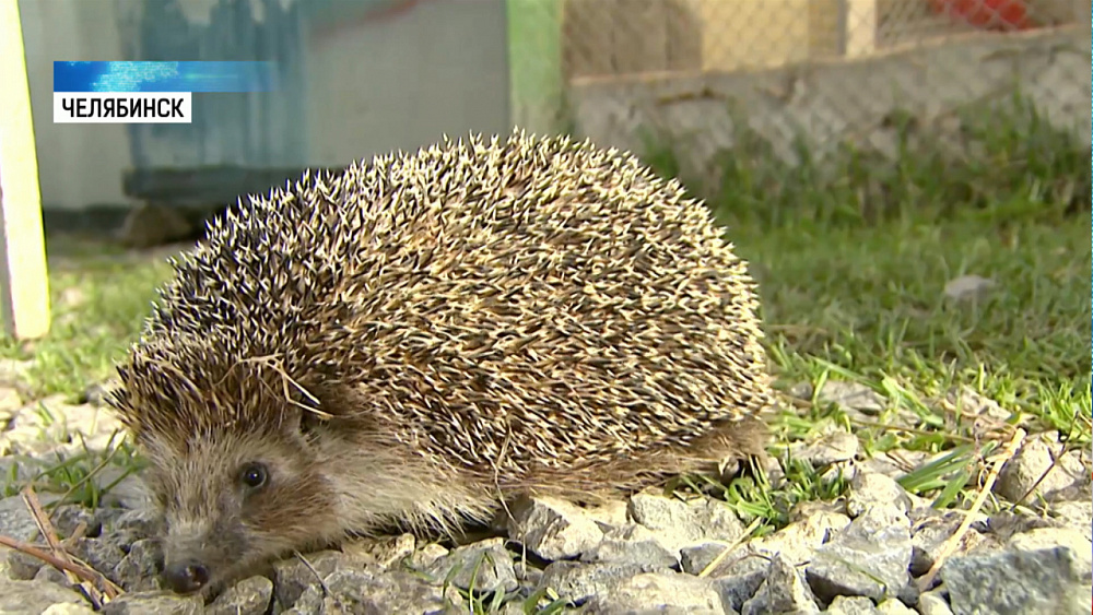 Ежа посадили на диету