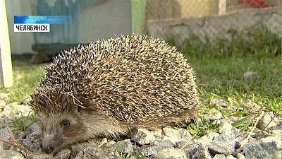 Ежа посадили на диету