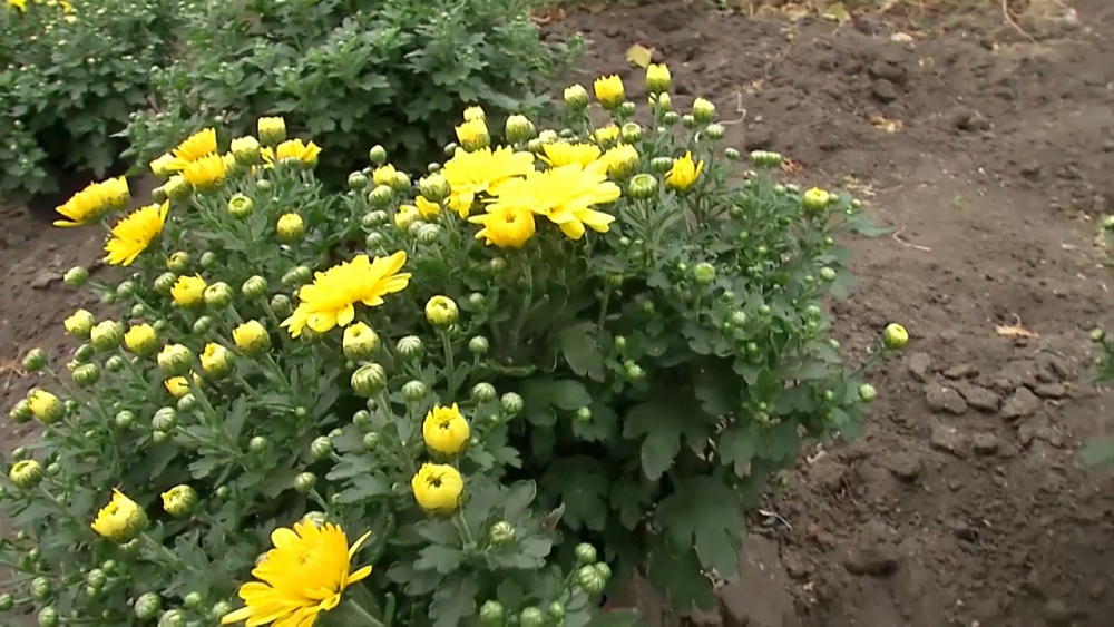 Садовые истории – хризантема