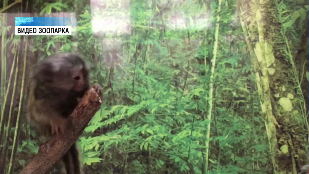 Игрунка учится летать