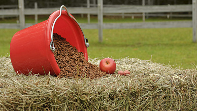 «Хорсли» борется за золото «Золотой осени»