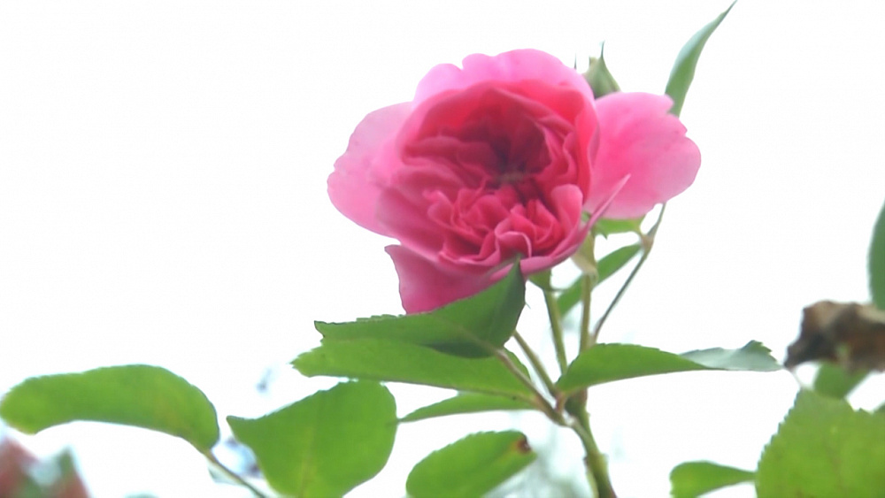 Садовые истории – подготовка к зиме