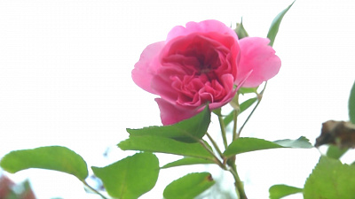 Садовые истории – подготовка к зиме