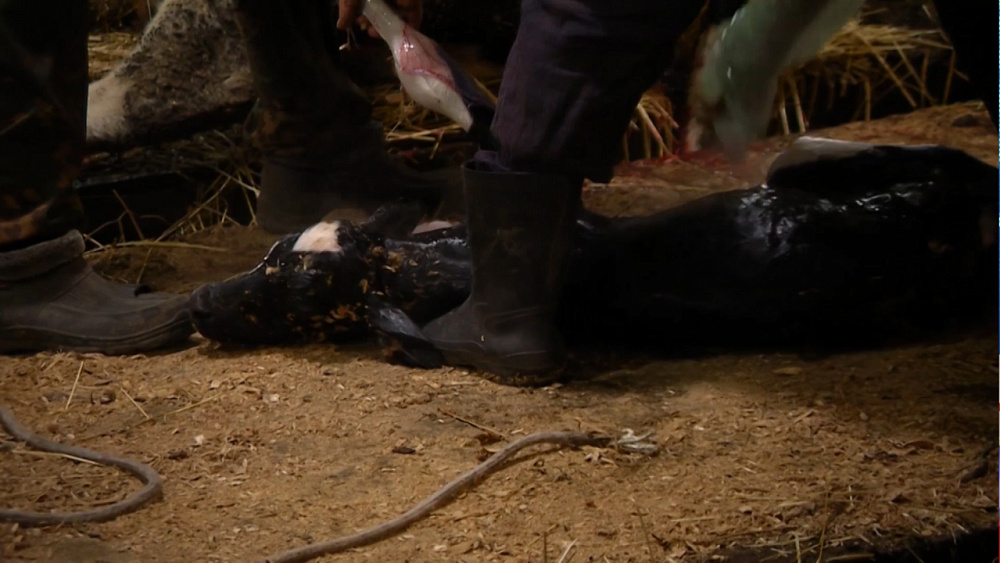 В Агаповском районе открылась молочная ферма