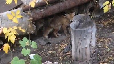 Дикая лиса пожаловала в гости к новосинеглазовцам
