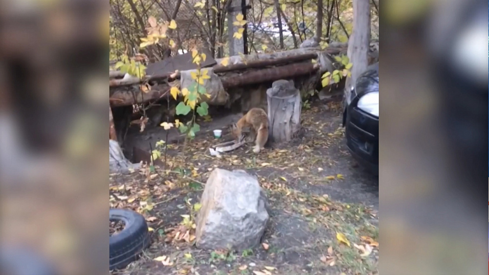 Жителей Челябинска напугала дикая лиса