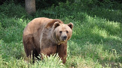 Таганайские медведи готовятся к спячке