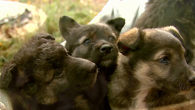 Ищу друга – беспородные щенки