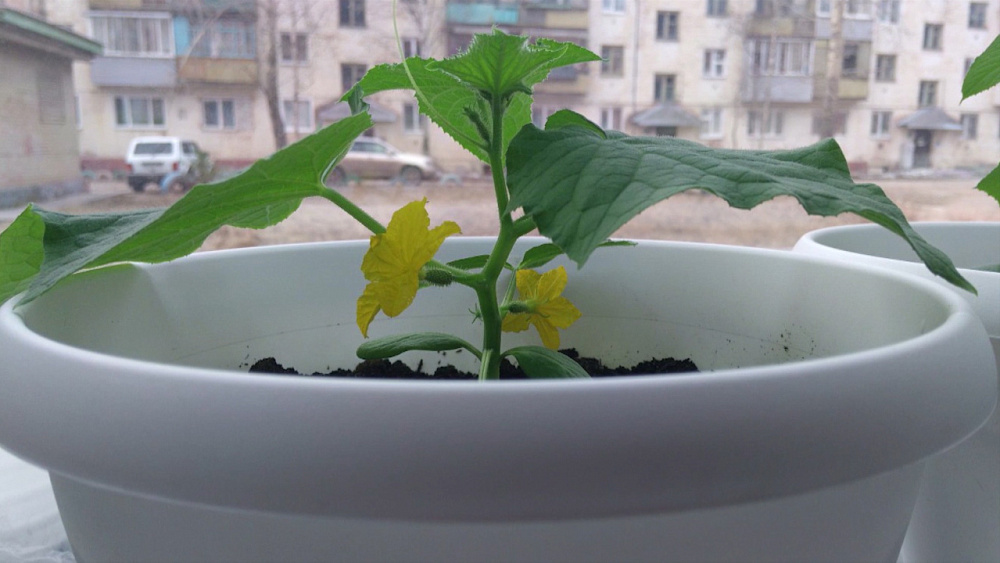 Огород на подоконнике