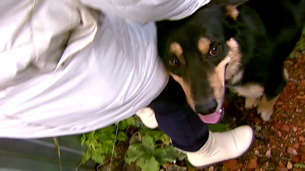 Хозяйка нашла свою собаку в приюте